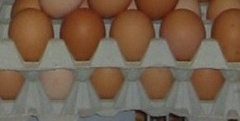 Eier